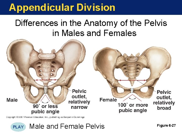 Appendicular Division Differences in the Anatomy of the Pelvis in Males and Females PLAY Appendicular Division Differences in the Anatomy of the Pelvis in Males and Females PLAY