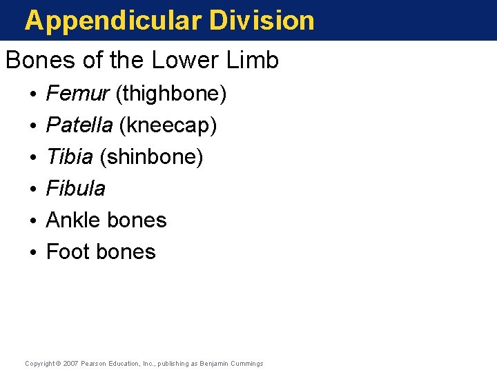 Appendicular Division Bones of the Lower Limb • • • Femur (thighbone) Patella (kneecap) Appendicular Division Bones of the Lower Limb • • • Femur (thighbone) Patella (kneecap)