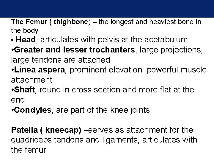 The Femur ( thighbone) – the longest and heaviest bone in the body • The Femur ( thighbone) – the longest and heaviest bone in the body •