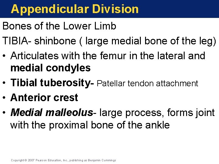 Appendicular Division Bones of the Lower Limb TIBIA- shinbone ( large medial bone of Appendicular Division Bones of the Lower Limb TIBIA- shinbone ( large medial bone of
