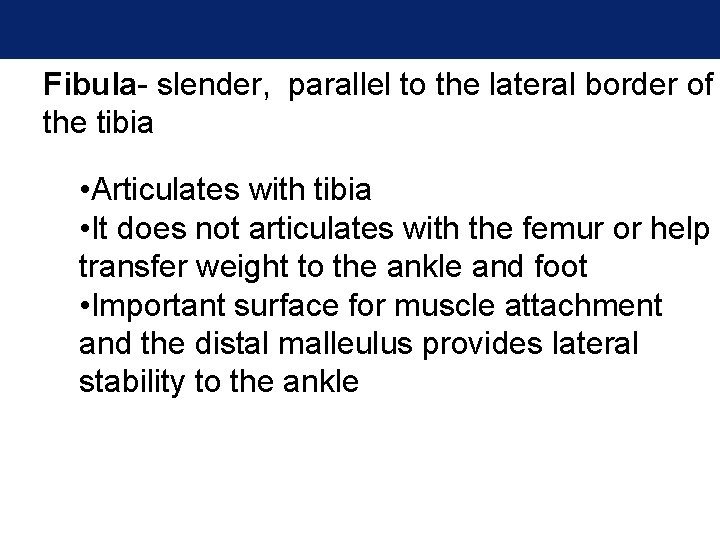 Fibula- slender, parallel to the lateral border of the tibia • Articulates with tibia Fibula- slender, parallel to the lateral border of the tibia • Articulates with tibia