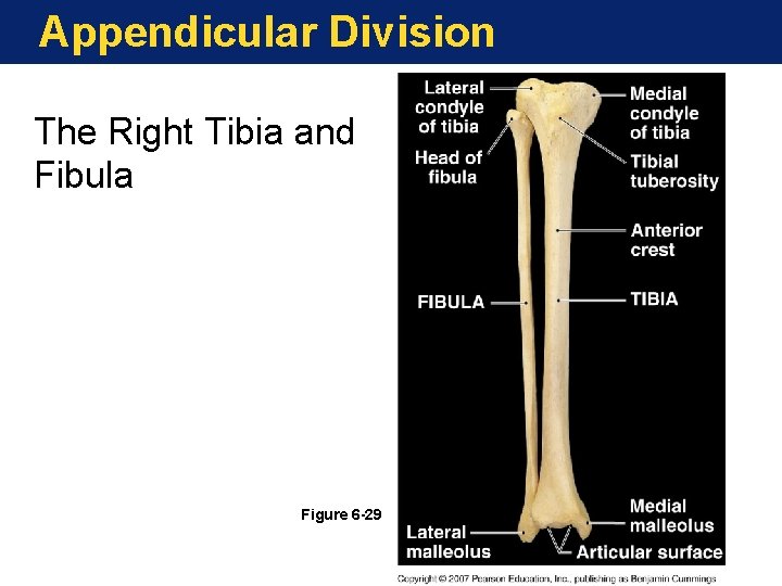 Appendicular Division The Right Tibia and Fibula Figure 6 -29 Appendicular Division The Right Tibia and Fibula Figure 6 -29