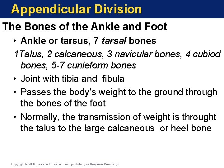 Appendicular Division The Bones of the Ankle and Foot • Ankle or tarsus, 7 Appendicular Division The Bones of the Ankle and Foot • Ankle or tarsus, 7