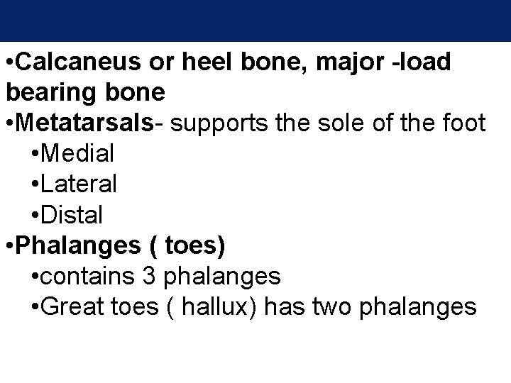 • Calcaneus or heel bone, major -load bearing bone • Metatarsals- supports the • Calcaneus or heel bone, major -load bearing bone • Metatarsals- supports the