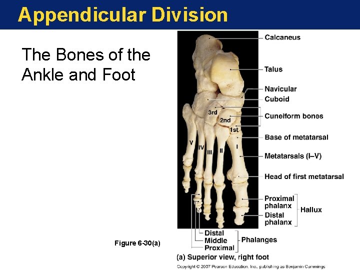 Appendicular Division The Bones of the Ankle and Foot Figure 6 -30(a) Appendicular Division The Bones of the Ankle and Foot Figure 6 -30(a)