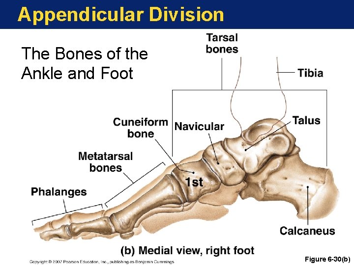 Appendicular Division The Bones of the Ankle and Foot Figure 6 -30(b) Appendicular Division The Bones of the Ankle and Foot Figure 6 -30(b)