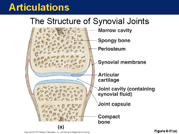Articulations The Structure of Synovial Joints Figure 6 -31(a) Articulations The Structure of Synovial Joints Figure 6 -31(a)