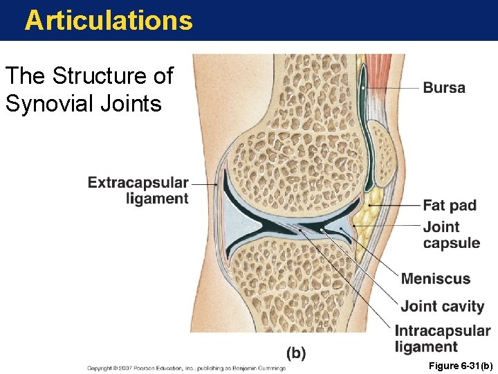 Articulations The Structure of Synovial Joints Figure 6 -31(b) Articulations The Structure of Synovial Joints Figure 6 -31(b)