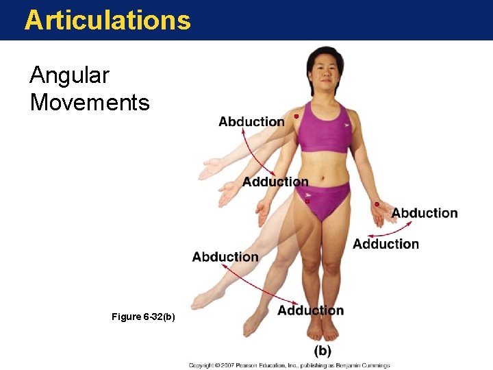 Articulations Angular Movements Figure 6 -32(b) Articulations Angular Movements Figure 6 -32(b)