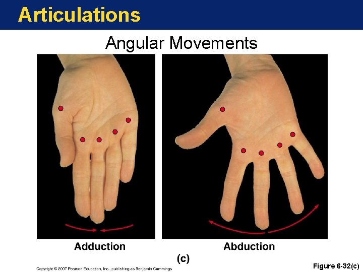 Articulations Angular Movements Figure 6 -32(c) Articulations Angular Movements Figure 6 -32(c)