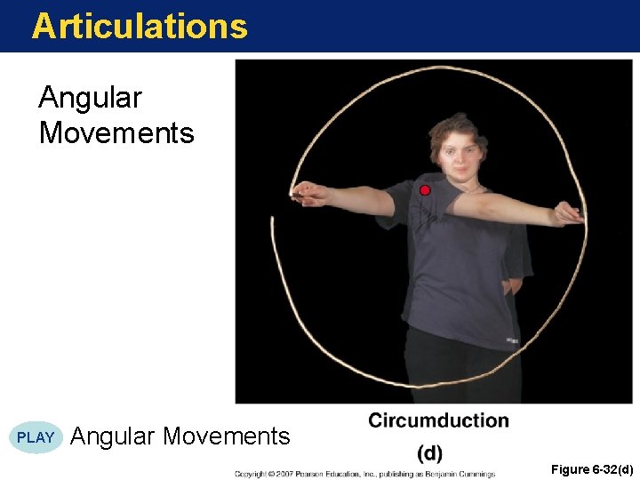 Articulations Angular Movements PLAY Angular Movements Figure 6 -32(d) Articulations Angular Movements PLAY Angular Movements Figure 6 -32(d)