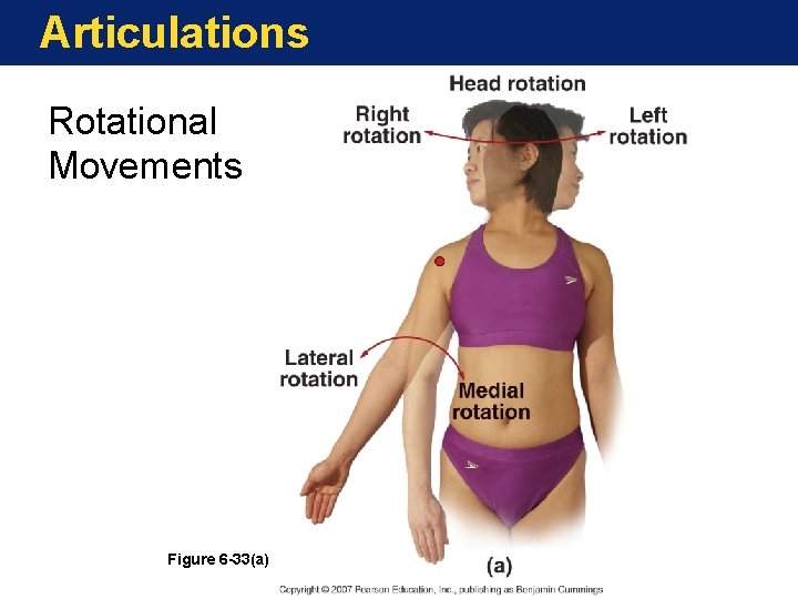 Articulations Rotational Movements Figure 6 -33(a) Articulations Rotational Movements Figure 6 -33(a)