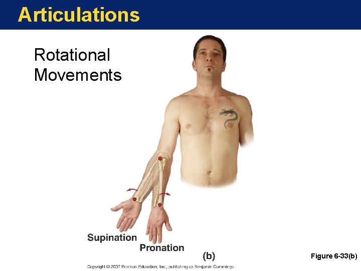 Articulations Rotational Movements Figure 6 -33(b) Articulations Rotational Movements Figure 6 -33(b)