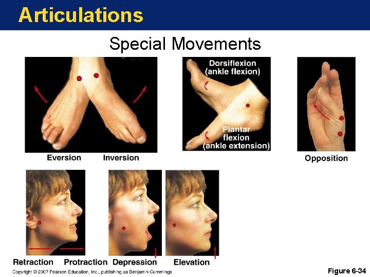 Articulations Special Movements Figure 6 -34 Articulations Special Movements Figure 6 -34