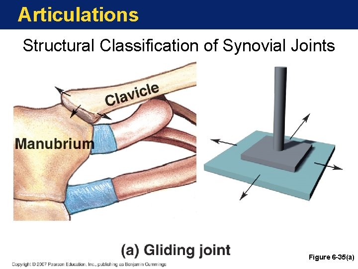 Articulations Structural Classification of Synovial Joints Figure 6 -35(a) Articulations Structural Classification of Synovial Joints Figure 6 -35(a)
