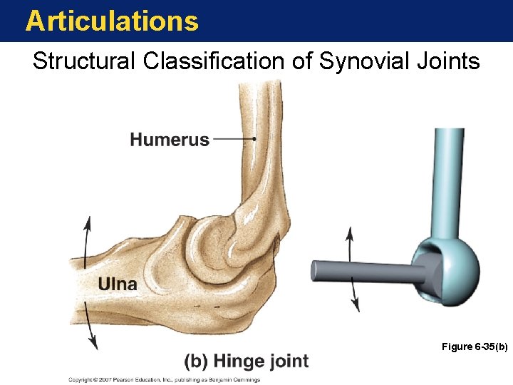 Articulations Structural Classification of Synovial Joints Figure 6 -35(b) Articulations Structural Classification of Synovial Joints Figure 6 -35(b)