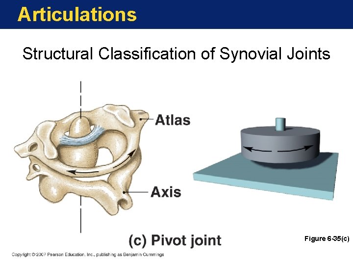 Articulations Structural Classification of Synovial Joints Figure 6 -35(c) Articulations Structural Classification of Synovial Joints Figure 6 -35(c)