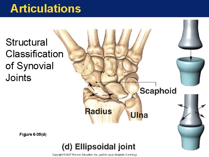 Articulations Structural Classification of Synovial Joints Figure 6 -35(d) Articulations Structural Classification of Synovial Joints Figure 6 -35(d)