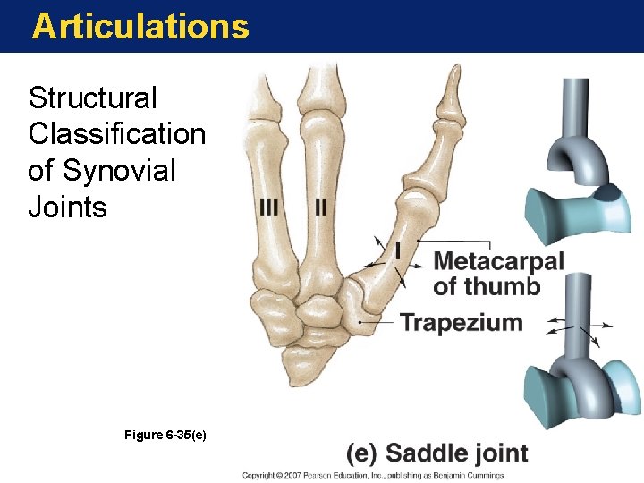 Articulations Structural Classification of Synovial Joints Figure 6 -35(e) Articulations Structural Classification of Synovial Joints Figure 6 -35(e)