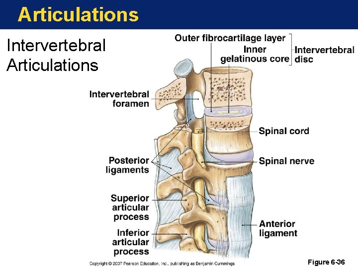 Articulations Intervertebral Articulations Figure 6 -36 Articulations Intervertebral Articulations Figure 6 -36