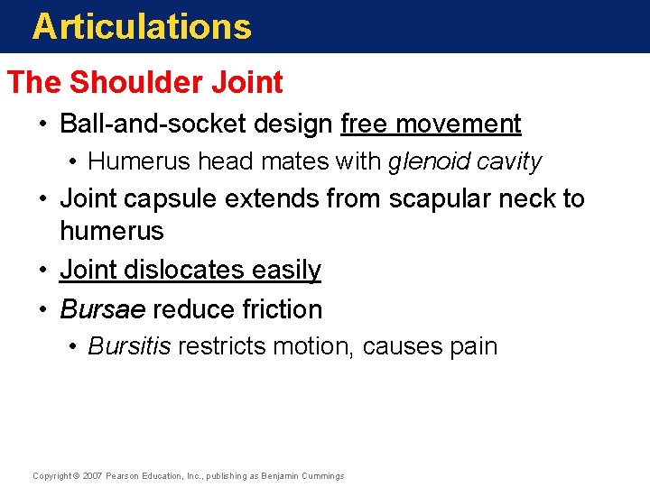 Articulations The Shoulder Joint • Ball-and-socket design free movement • Humerus head mates with Articulations The Shoulder Joint • Ball-and-socket design free movement • Humerus head mates with