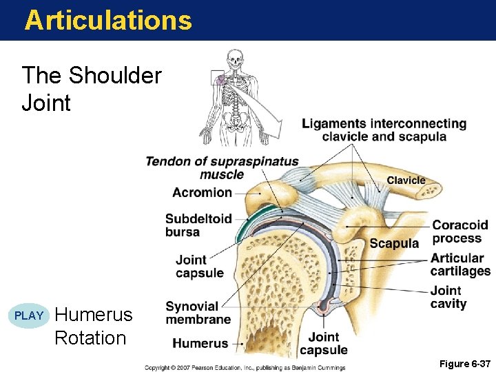 Articulations The Shoulder Joint PLAY Humerus Rotation Figure 6 -37 Articulations The Shoulder Joint PLAY Humerus Rotation Figure 6 -37