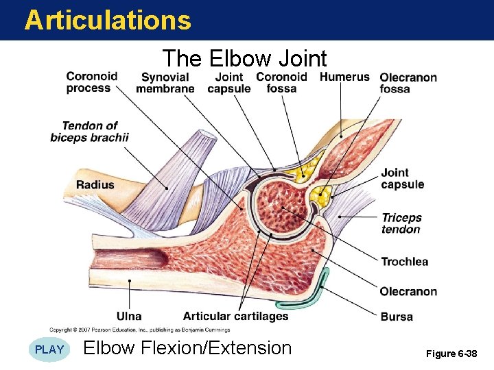 Articulations The Elbow Joint PLAY Elbow Flexion/Extension Figure 6 -38 Articulations The Elbow Joint PLAY Elbow Flexion/Extension Figure 6 -38