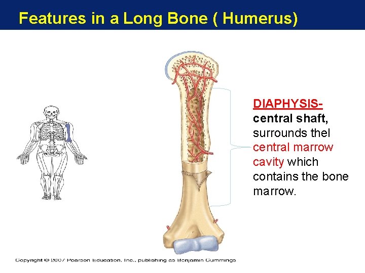 Features in a Long Bone ( Humerus) DIAPHYSIScentral shaft, surrounds thel central marrow cavity Features in a Long Bone ( Humerus) DIAPHYSIScentral shaft, surrounds thel central marrow cavity