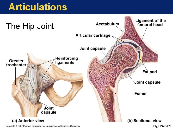 Articulations The Hip Joint Figure 6 -39 Articulations The Hip Joint Figure 6 -39