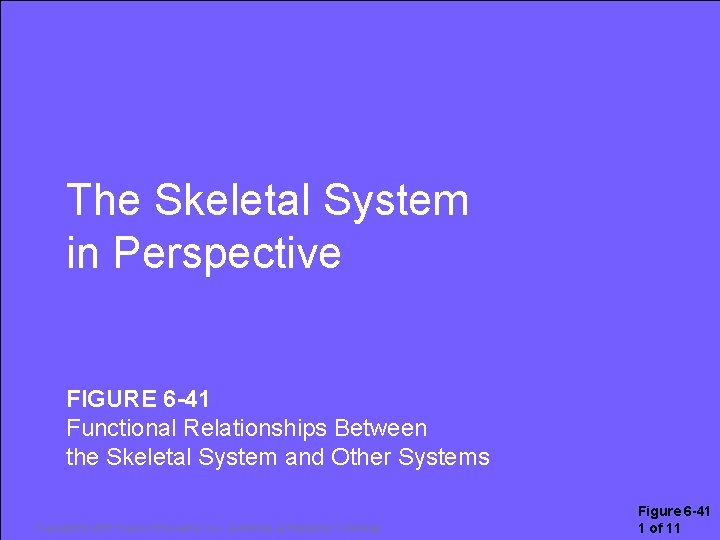 The Skeletal System in Perspective FIGURE 6 -41 Functional Relationships Between the Skeletal System The Skeletal System in Perspective FIGURE 6 -41 Functional Relationships Between the Skeletal System