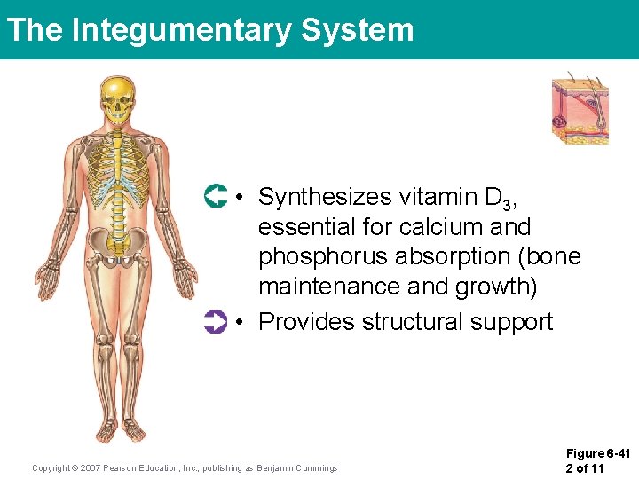 The Integumentary System • Synthesizes vitamin D 3, essential for calcium and phosphorus absorption The Integumentary System • Synthesizes vitamin D 3, essential for calcium and phosphorus absorption