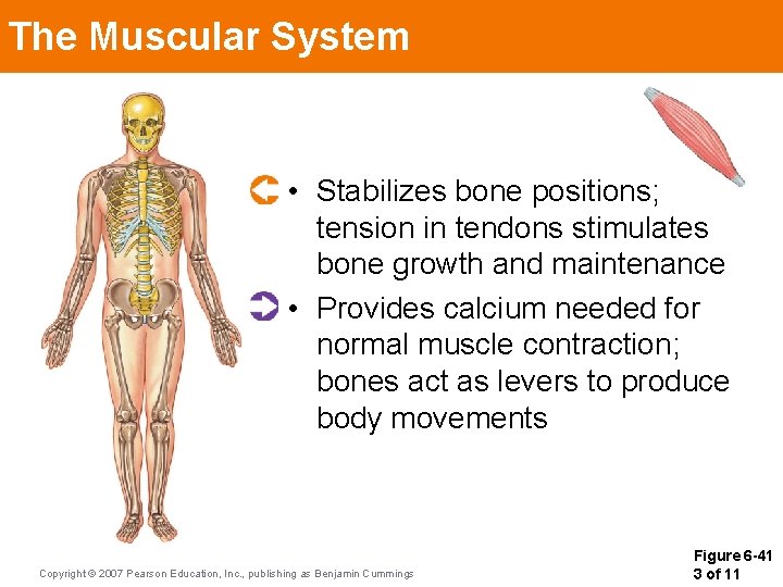 The Muscular System • Stabilizes bone positions; tension in tendons stimulates bone growth and The Muscular System • Stabilizes bone positions; tension in tendons stimulates bone growth and