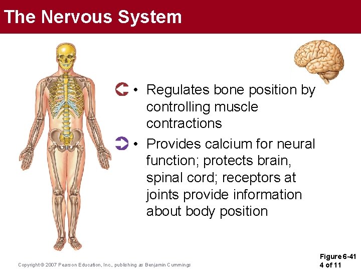 The Nervous System • Regulates bone position by controlling muscle contractions • Provides calcium The Nervous System • Regulates bone position by controlling muscle contractions • Provides calcium