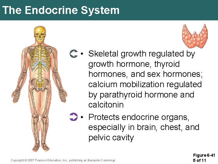 The Endocrine System • Skeletal growth regulated by growth hormone, thyroid hormones, and sex The Endocrine System • Skeletal growth regulated by growth hormone, thyroid hormones, and sex