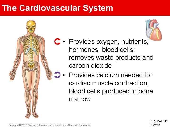 The Cardiovascular System • Provides oxygen, nutrients, hormones, blood cells; removes waste products and The Cardiovascular System • Provides oxygen, nutrients, hormones, blood cells; removes waste products and