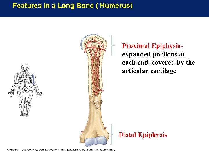 Features in a Long Bone ( Humerus) Proximal Epiphysisexpanded portions at each end, covered Features in a Long Bone ( Humerus) Proximal Epiphysisexpanded portions at each end, covered