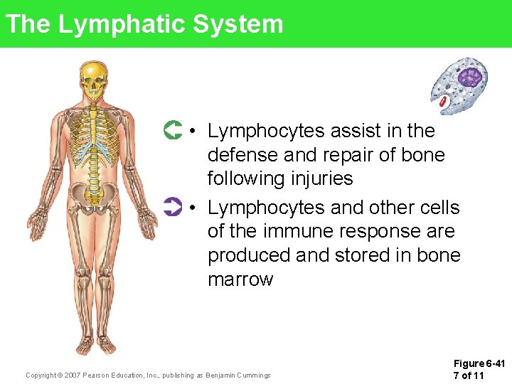 The Lymphatic System • Lymphocytes assist in the defense and repair of bone following The Lymphatic System • Lymphocytes assist in the defense and repair of bone following