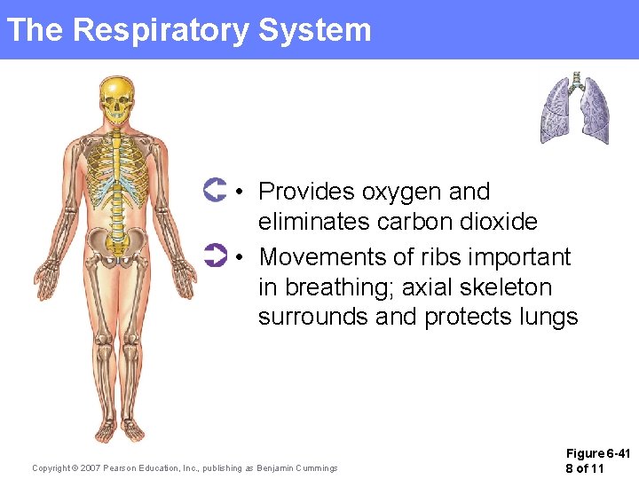 The Respiratory System • Provides oxygen and eliminates carbon dioxide • Movements of ribs The Respiratory System • Provides oxygen and eliminates carbon dioxide • Movements of ribs