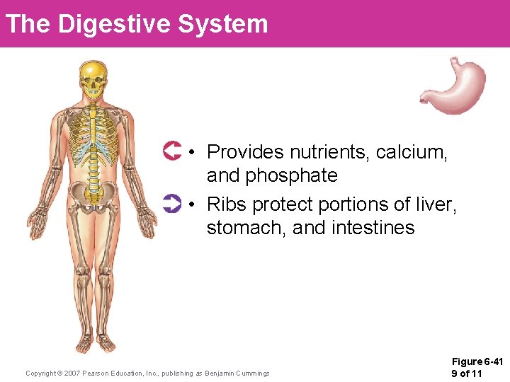 The Digestive System • Provides nutrients, calcium, and phosphate • Ribs protect portions of The Digestive System • Provides nutrients, calcium, and phosphate • Ribs protect portions of