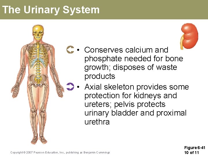 The Urinary System • Conserves calcium and phosphate needed for bone growth; disposes of The Urinary System • Conserves calcium and phosphate needed for bone growth; disposes of