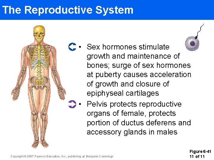 The Reproductive System • Sex hormones stimulate growth and maintenance of bones; surge of The Reproductive System • Sex hormones stimulate growth and maintenance of bones; surge of