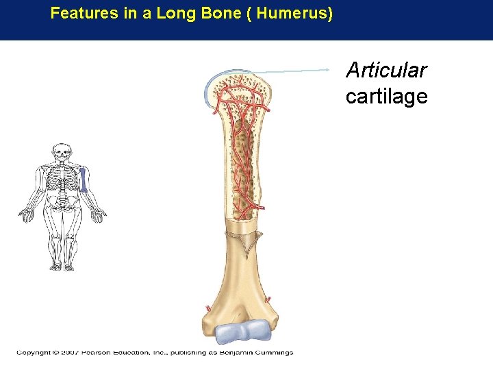 Features in a Long Bone ( Humerus) Articular cartilage Features in a Long Bone ( Humerus) Articular cartilage