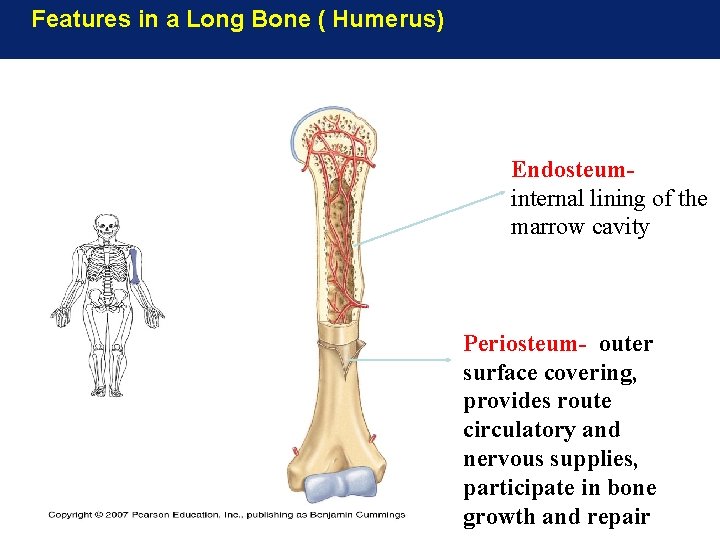 Features in a Long Bone ( Humerus) Endosteuminternal lining of the marrow cavity Periosteum- Features in a Long Bone ( Humerus) Endosteuminternal lining of the marrow cavity Periosteum-