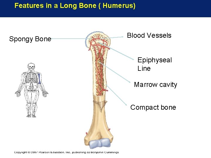 Features in a Long Bone ( Humerus) Spongy Bone Blood Vessels Epiphyseal Line Marrow Features in a Long Bone ( Humerus) Spongy Bone Blood Vessels Epiphyseal Line Marrow