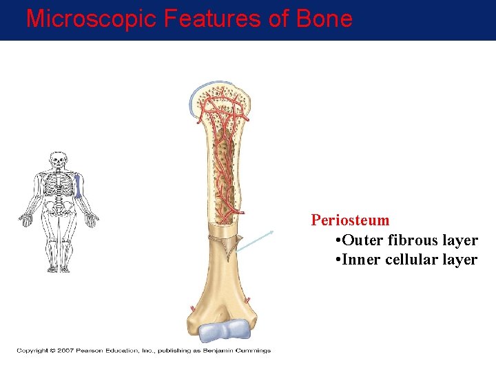 Microscopic Features of Bone Periosteum • Outer fibrous layer • Inner cellular layer Microscopic Features of Bone Periosteum • Outer fibrous layer • Inner cellular layer