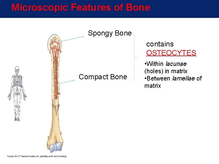 Microscopic Features of Bone Spongy Bone contains OSTEOCYTES Compact Bone • Within lacunae (holes) Microscopic Features of Bone Spongy Bone contains OSTEOCYTES Compact Bone • Within lacunae (holes)