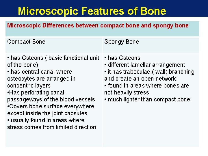 Microscopic Features of Bone Microscopic Differences between compact bone and spongy bone Compact Bone Microscopic Features of Bone Microscopic Differences between compact bone and spongy bone Compact Bone