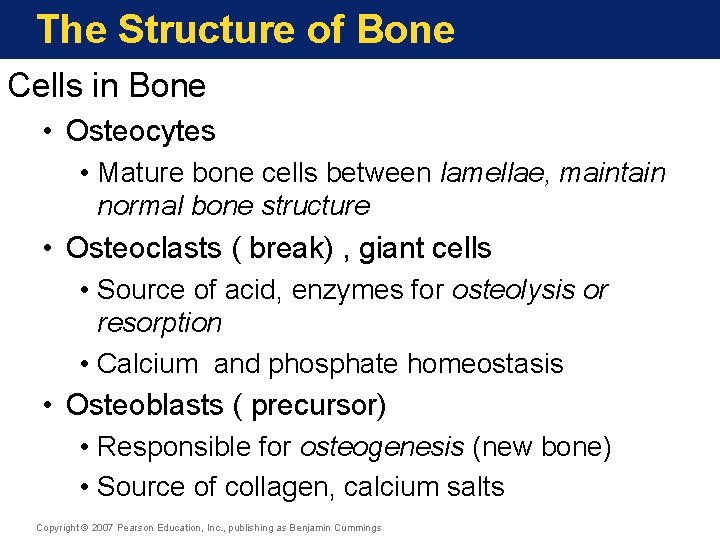 The Structure of Bone Cells in Bone • Osteocytes • Mature bone cells between The Structure of Bone Cells in Bone • Osteocytes • Mature bone cells between