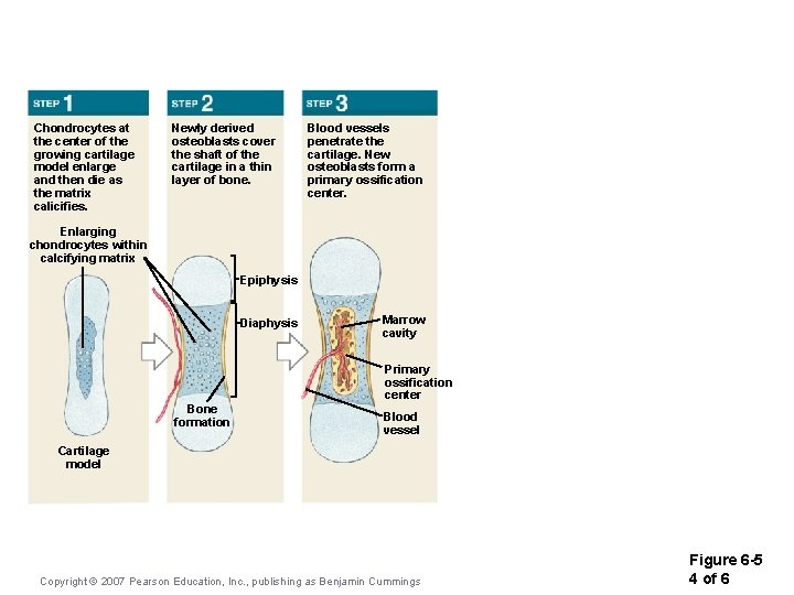 Chondrocytes at the center of the growing cartilage model enlarge and then die as Chondrocytes at the center of the growing cartilage model enlarge and then die as