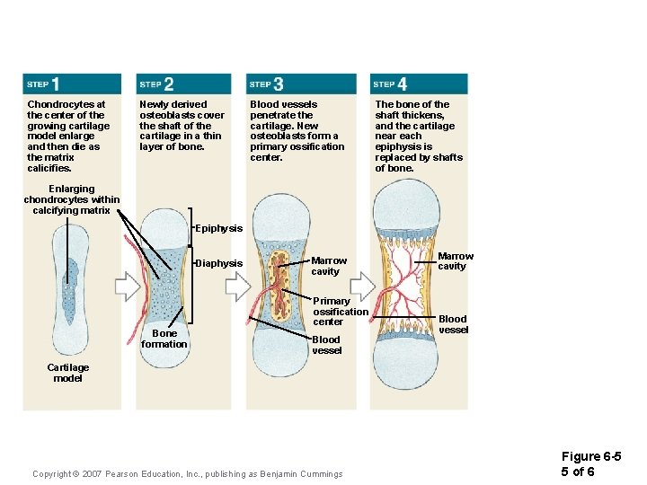 Chondrocytes at the center of the growing cartilage model enlarge and then die as Chondrocytes at the center of the growing cartilage model enlarge and then die as